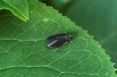 Synecdoche impunctata