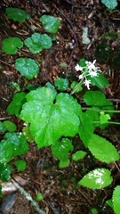 Tiarella austrina