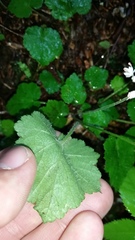 Tiarella austrina