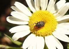 Odontocorynus umbellae