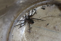 Tomopisthes horrendus