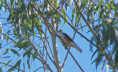 Gampsonyx swainsonii