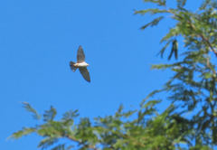 Gampsonyx swainsonii