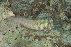 Crossosalarias macrospilus