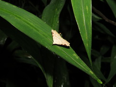 Prolophota trigonifera