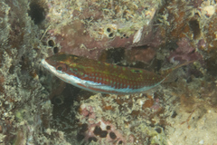Thalassoma quinquevittatum