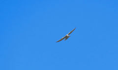 Gampsonyx swainsonii