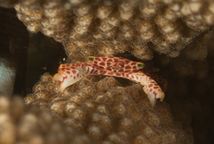 Trapezia rufopunctata