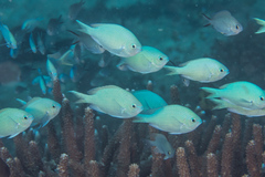 Blue-Green Chromis photo 3