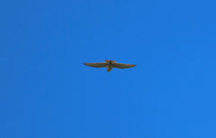 Gampsonyx swainsonii