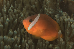 Amphiprion barberi