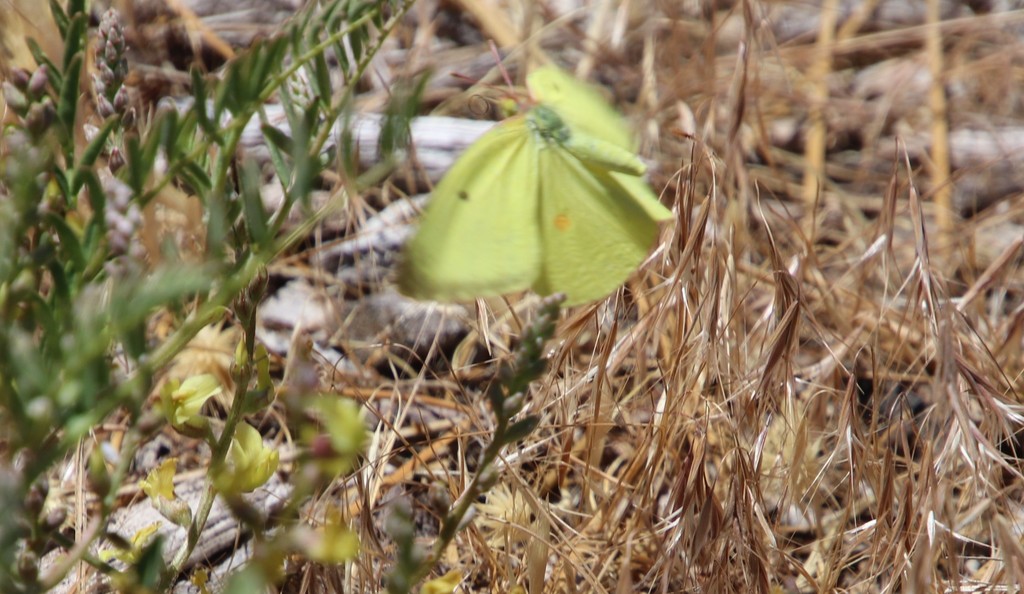 Harford's Sulphur