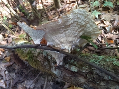 Cymatoderma caperatum