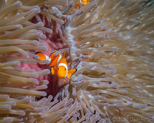 Ocellaris Anemonefish — seen at this dive site