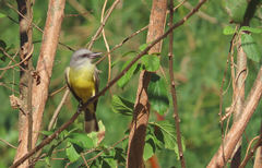 Tyrannus melancholicus