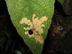 Pseudacroclita hapalaspis