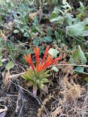 Monardella macrantha macrantha
