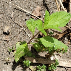 Verbena stricta