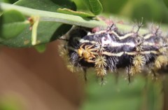 Phidippus nikites