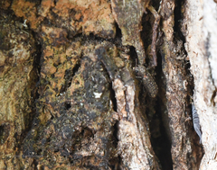 Lichenophanes bicornis