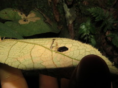 Pseudacroclita hapalaspis