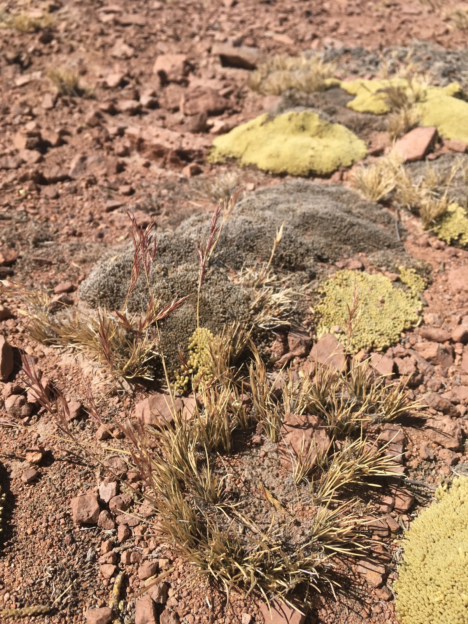 Nassella nardoides