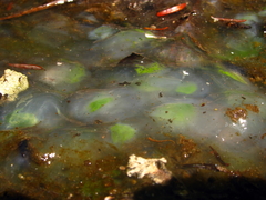 Oophila amblystomatis