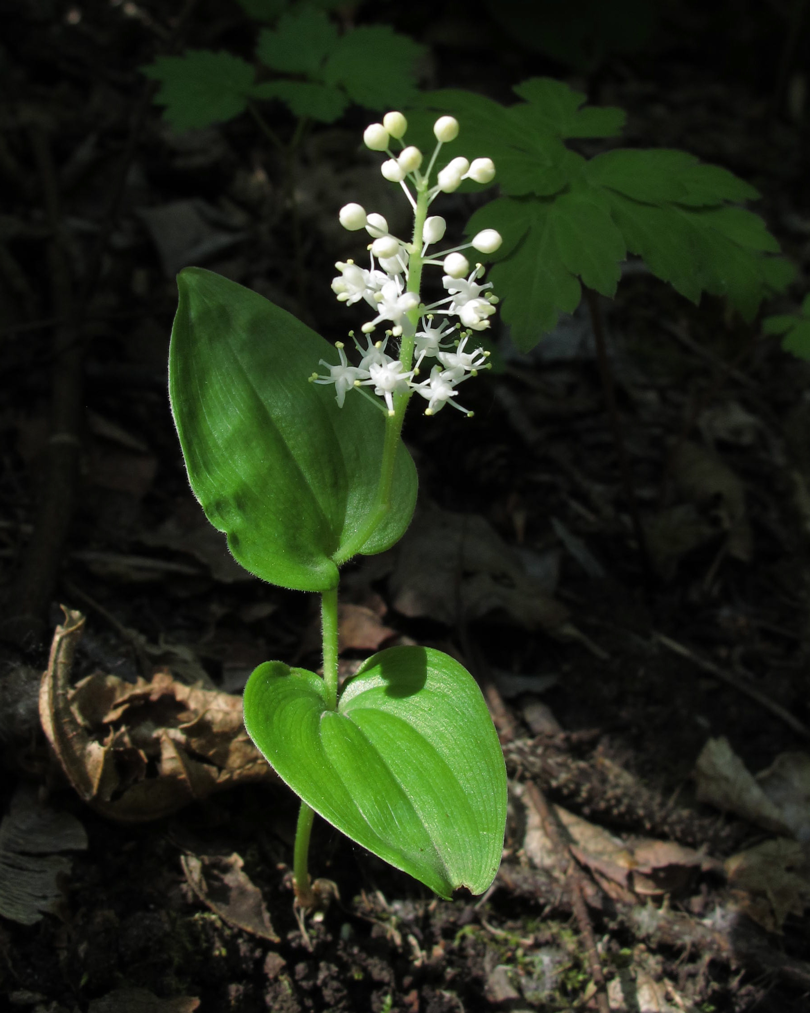 Maianthemum