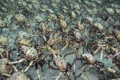 Leptomithrax gaimardii