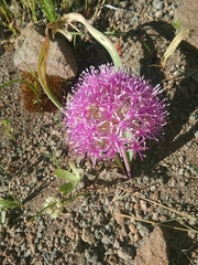 Allium platycaule