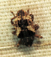 Cryptorhynchus fuscatus