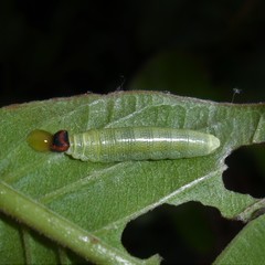 Anastrus sempiternus