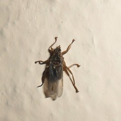 Pseudolynchia canariensis