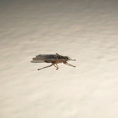 Pseudolynchia canariensis