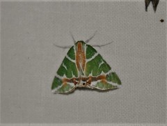 Chlorodes boisduvalaria