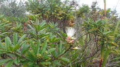 Calliandra selloi