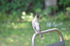 Turdus migratorius