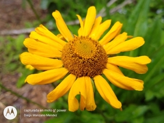 Helenium scorzonerifolium