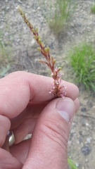 Oenothera curtiflora