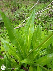 Helenium scorzonerifolium