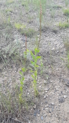 Oenothera curtiflora