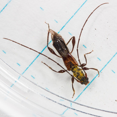 Molorchus longicollis