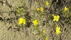 Oenothera serrulata