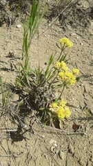 Eriogonum flavum
