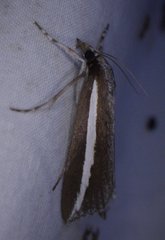 Carectocultus perstrialis