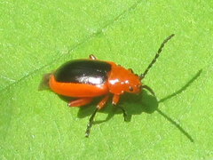 Disonycha discoidea
