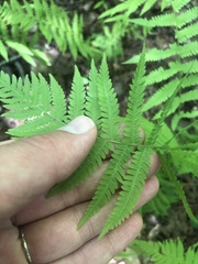 Coryphopteris simulata