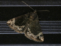 Hypena abalienalis