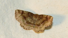 Metarranthis refractaria