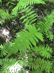 Coryphopteris simulata